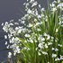 Libertia Grandiflora Grass and Carex Elata Aurea Grass - Thumbnail 3