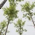spring trees Alnus Glutinosa and Acer Pseudoplatanus - Thumbnail 2