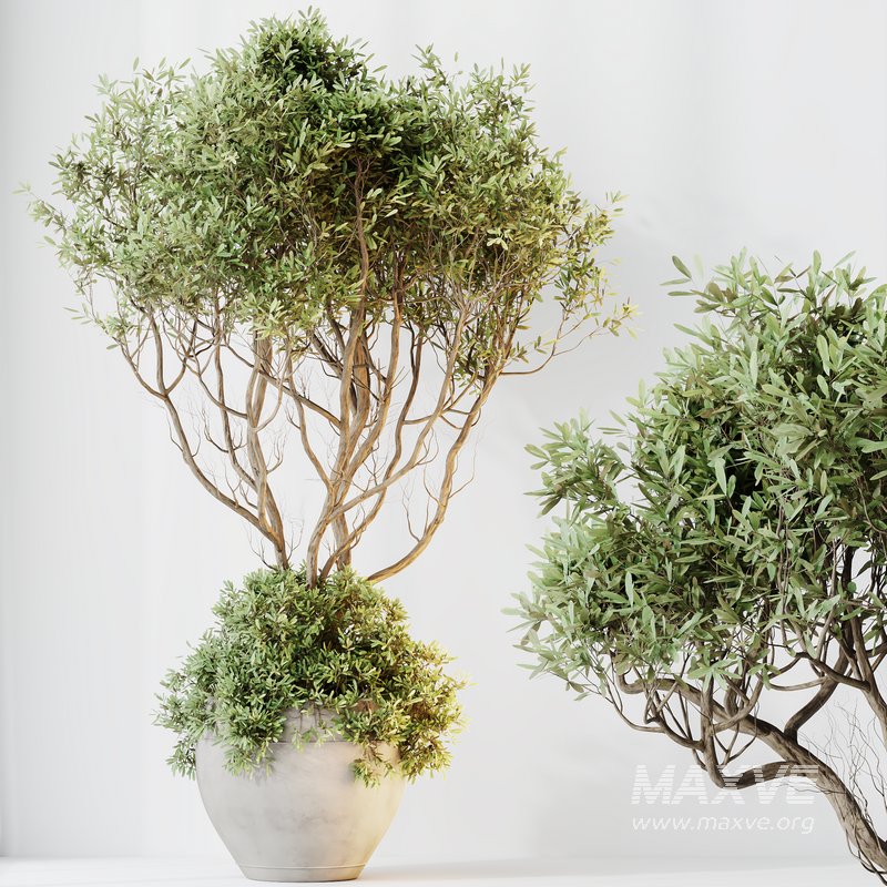 HQ HousePlants Mission Kalamata Leccino Arbequina Wilsonii Chemlali Olive Set 31 - Image 4