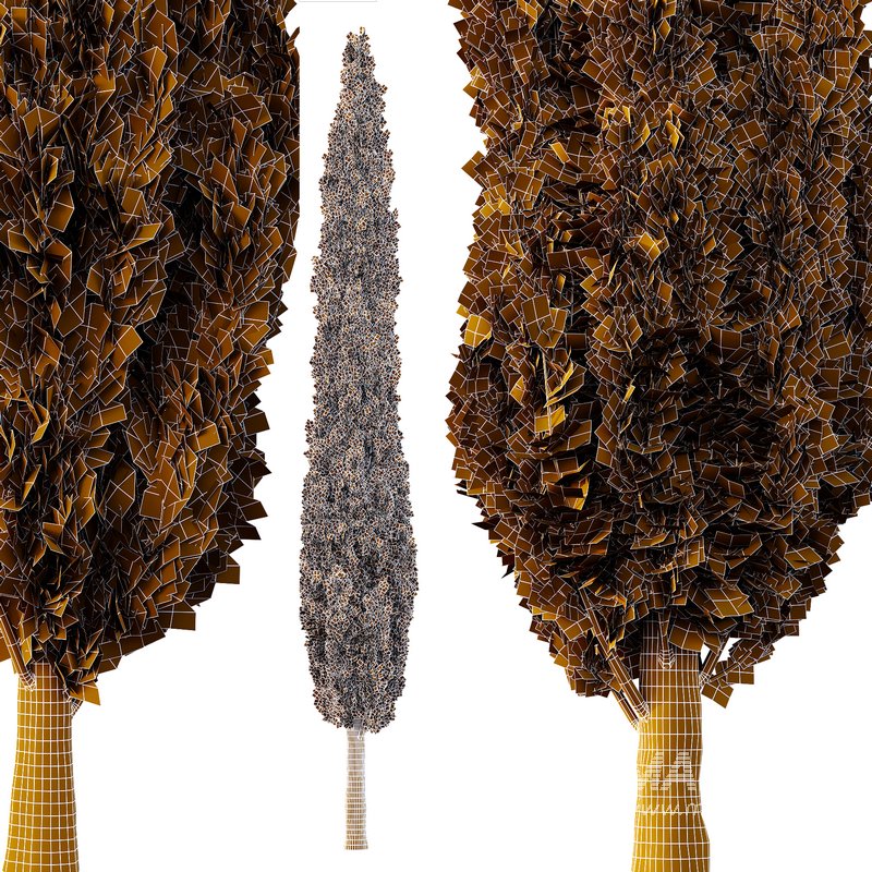 Italian Cypress12 - Image 3