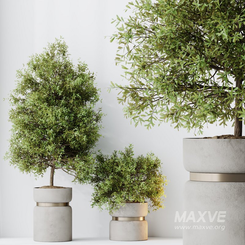 HQ HousePlants Mission Kalamata Leccino Arbequina Wilsonii Chemlali Olive Set 30 - Image 5