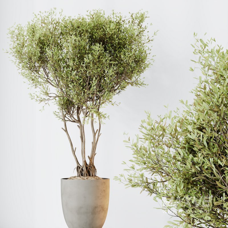 HQ HousePlants Mission Kalamata Leccino Arbequina Wilsonii Chemlali Olive Set 29 - Image 3