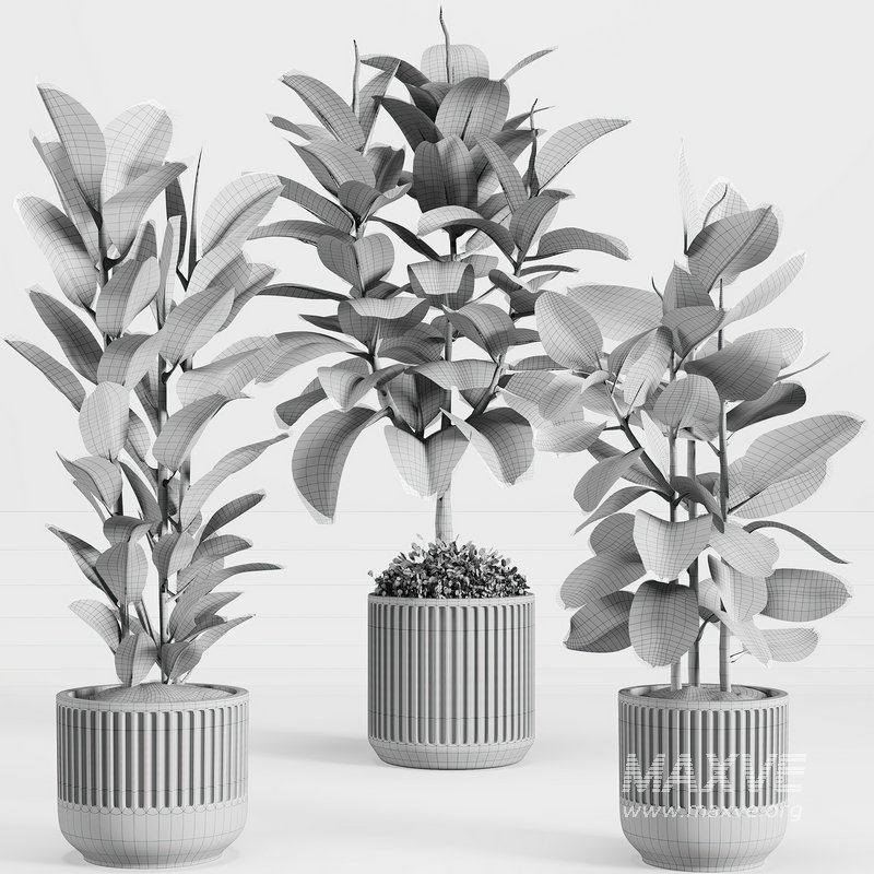 indoorplant_ficus_set01 - Image 2
