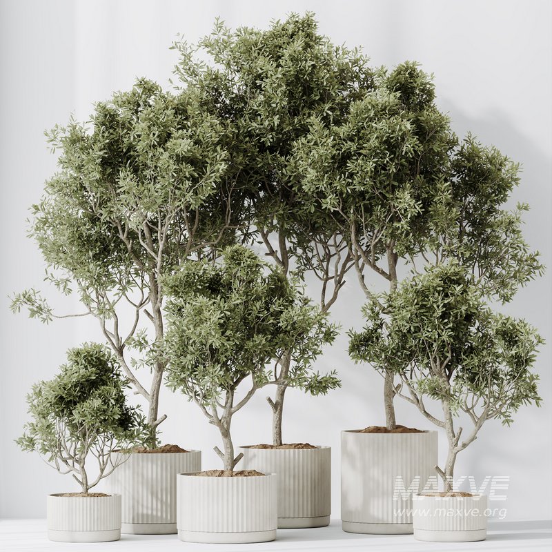 HQ HousePlants Mission Kalamata Leccino Arbequina Wilsonii Chemlali Olive Set 25 - Image 5