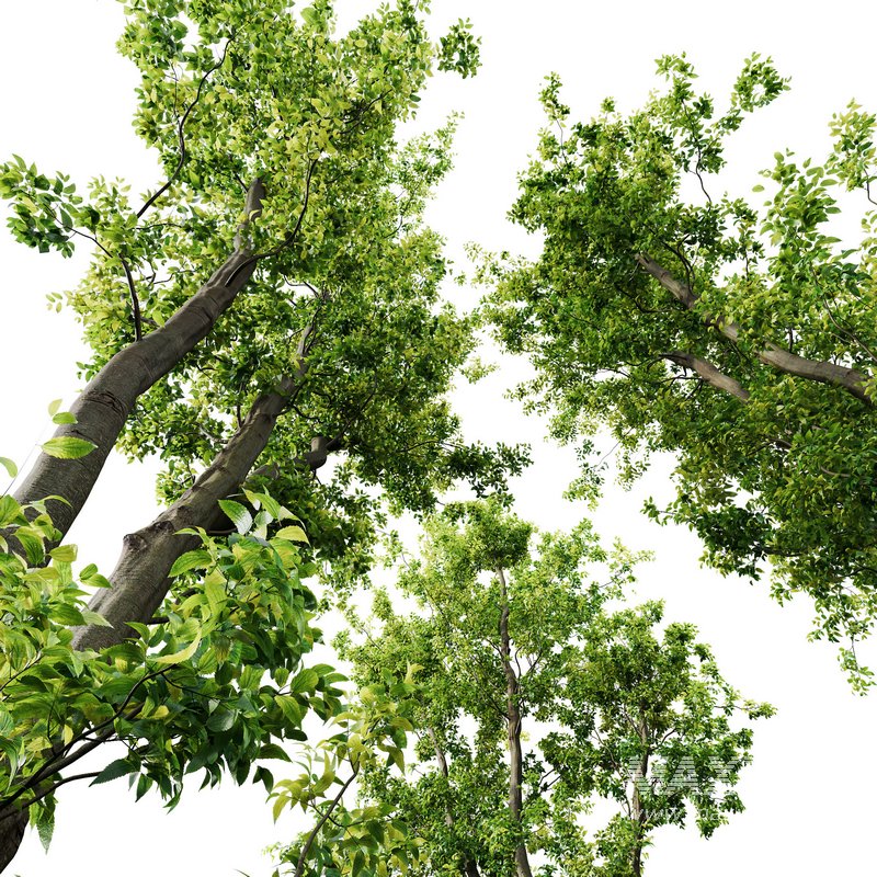 Celtis Australis 04 - Image 7