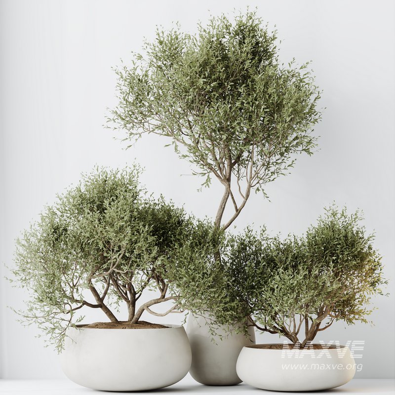 HQ HousePlants Mission Kalamata Leccino Arbequina Wilsonii Chemlali Olive Set 28 - Image 4