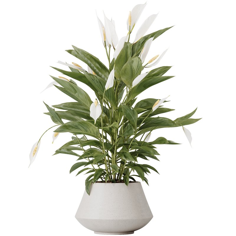 Indoor plant set 56 - Image 3