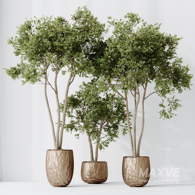 HQ HousePlants Mission Kalamata Leccino Arbequina Wilsonii Chemlali Olive Set 26 - Image 3