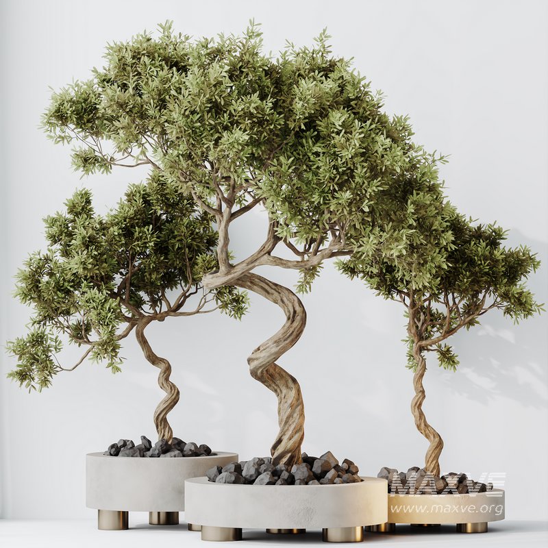 HQ HousePlants Mission Kalamata Leccino Arbequina Wilsonii Chemlali Olive Set 32 - Image 5