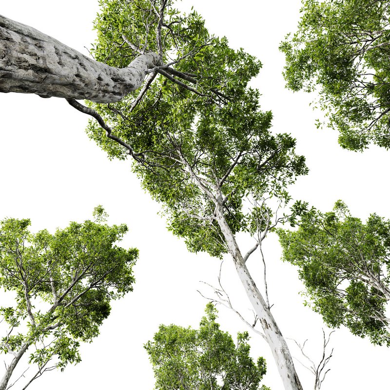 Castanea Sativa03 - Image 5