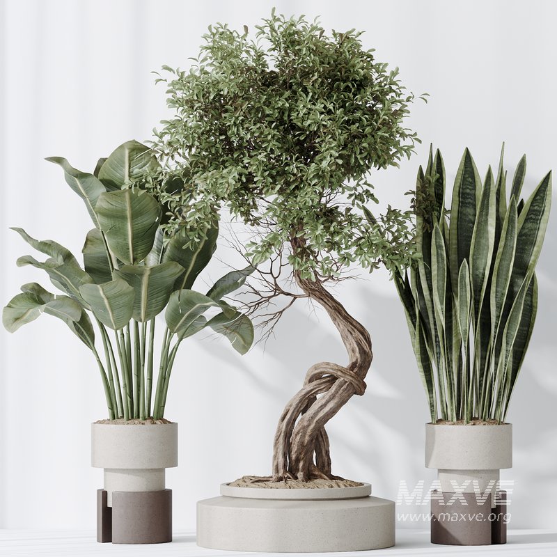 Indoor plant set 57 - Image 6