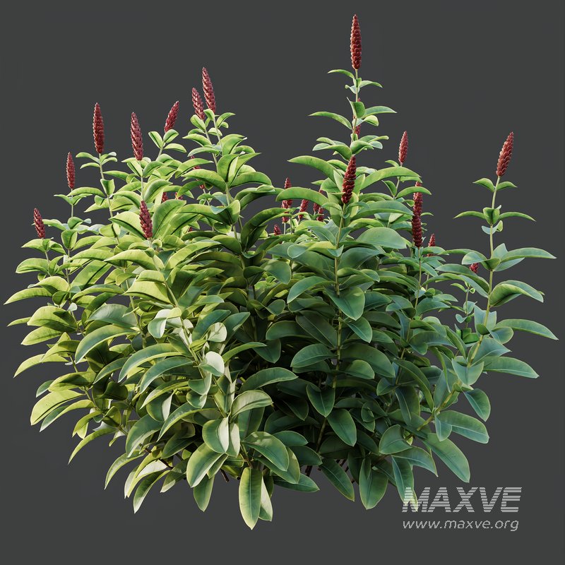 Myrtle White Flower little and Malay Ginger - Image 2