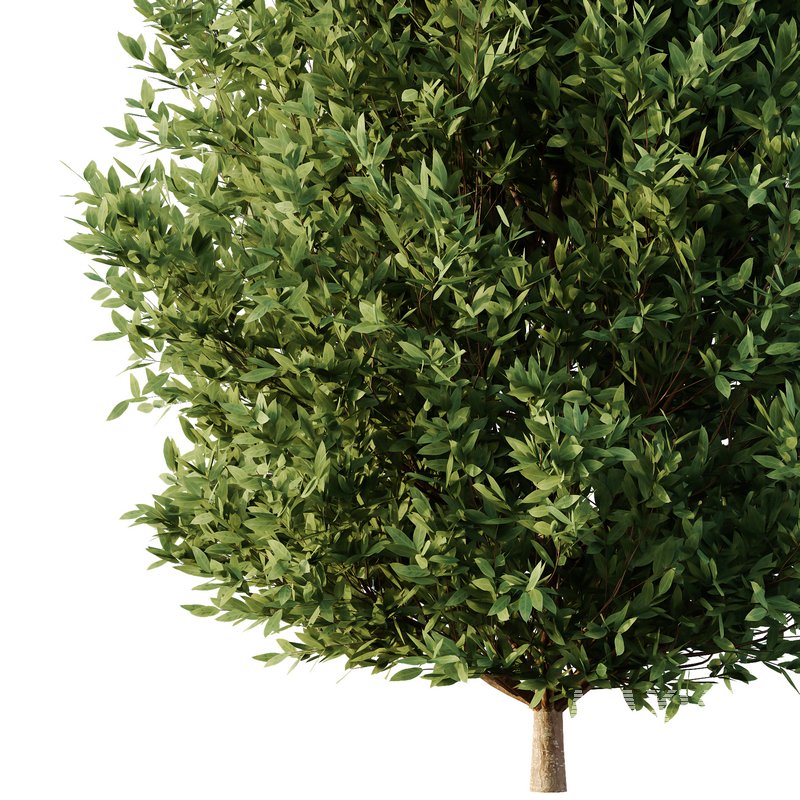 Dwarf Burning Bush07 - Image 2