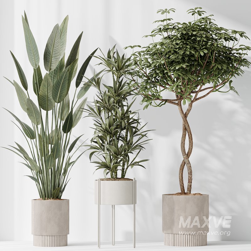 Indoor plants set 58 - Image 4