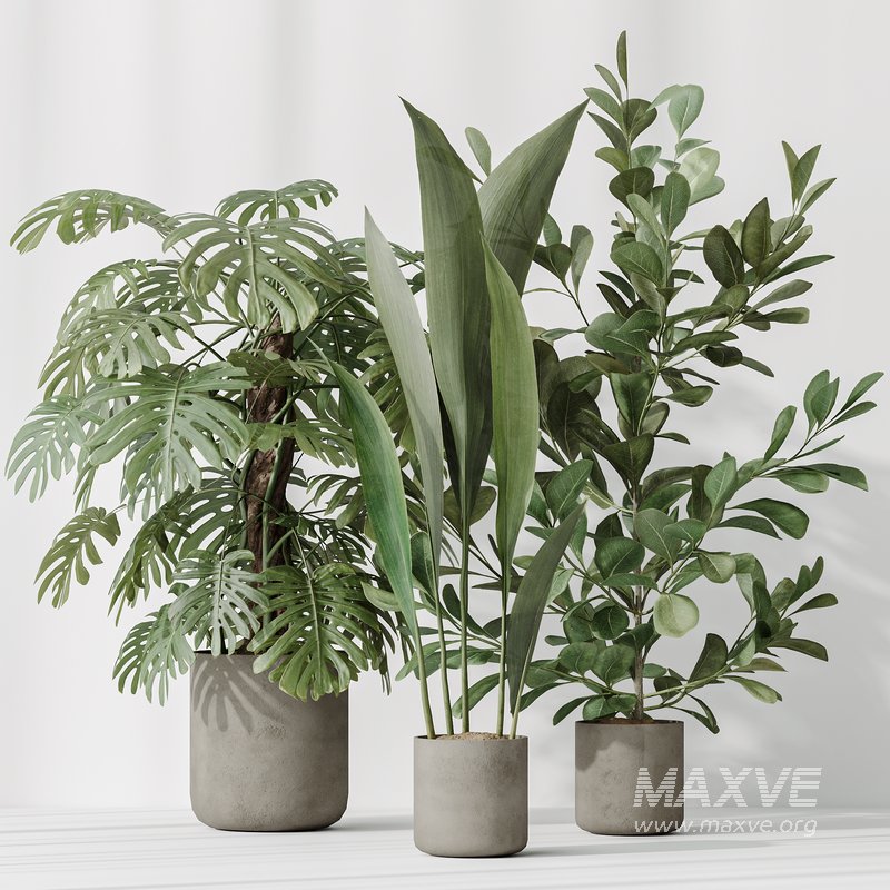 Indoor plant set 59 - Image 3