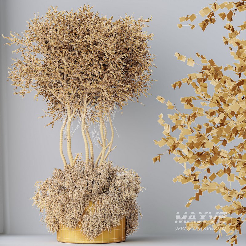 HQ HousePlants Mission Kalamata Leccino Arbequina Wilsonii Chemlali Olive Set 27 - Image 4