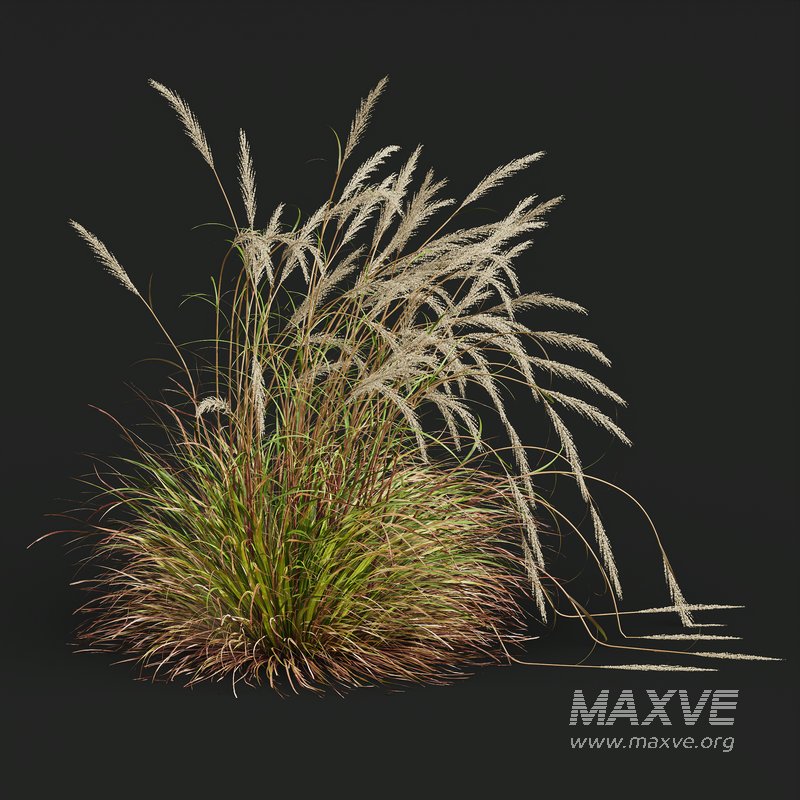 Stipa Tenuissima Ostnica Mocna Pony Tails and Calamagrostis Acutiflora Karl Foerster - Image 5