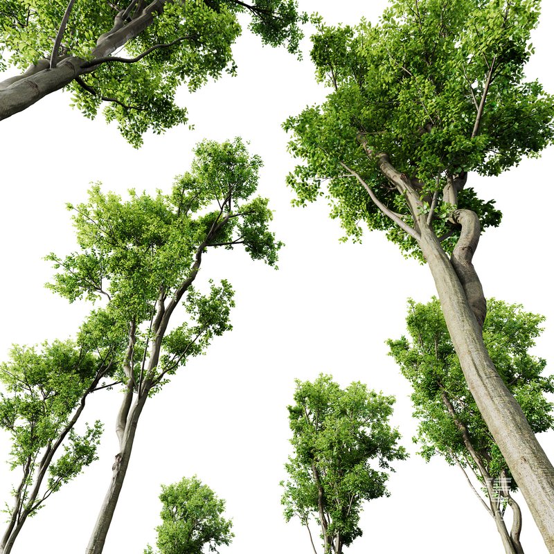 Celtis Australis03 - Image 3