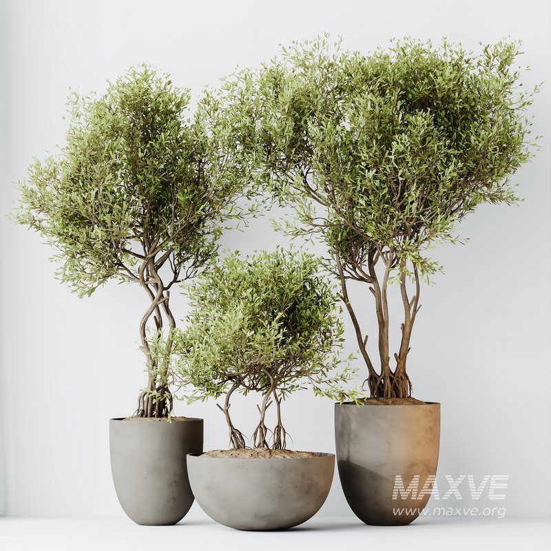 HQ HousePlants Mission Kalamata Leccino Arbequina Wilsonii Chemlali Olive Set 29 - Image 4