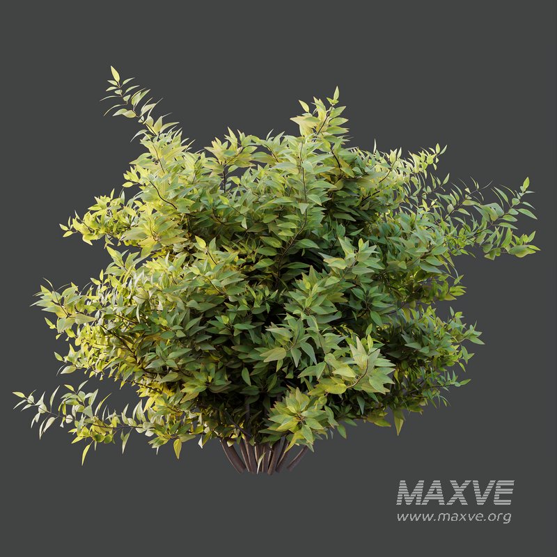 spring bush - Image 3