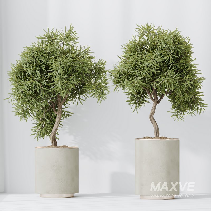 Indoor plant set 65 - Image 6