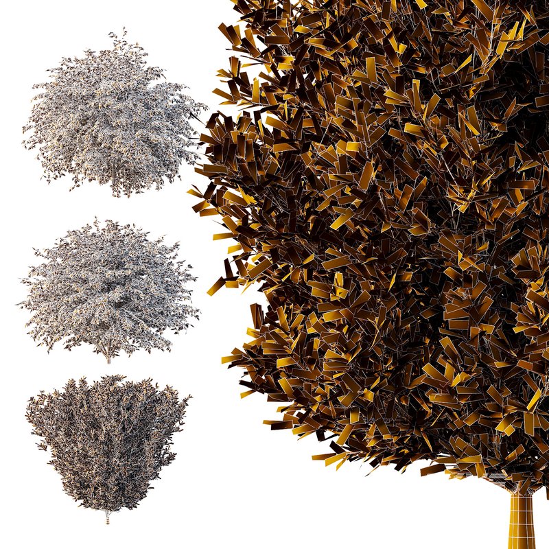 Dwarf Burning Bush07 - Image 4