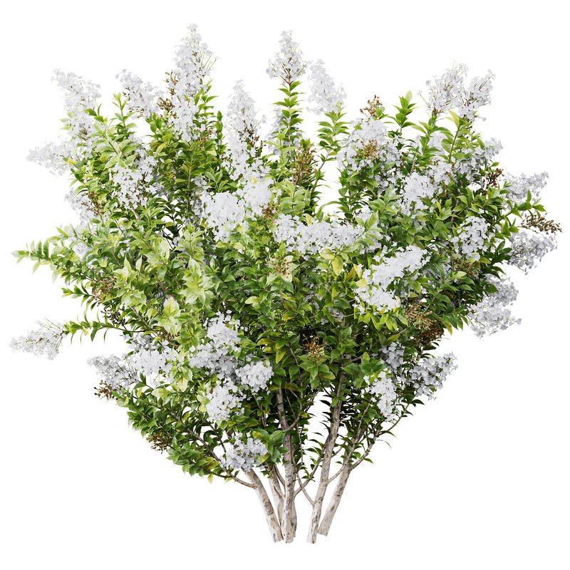 Myrtle White Flower little and Malay Ginger - Image 4