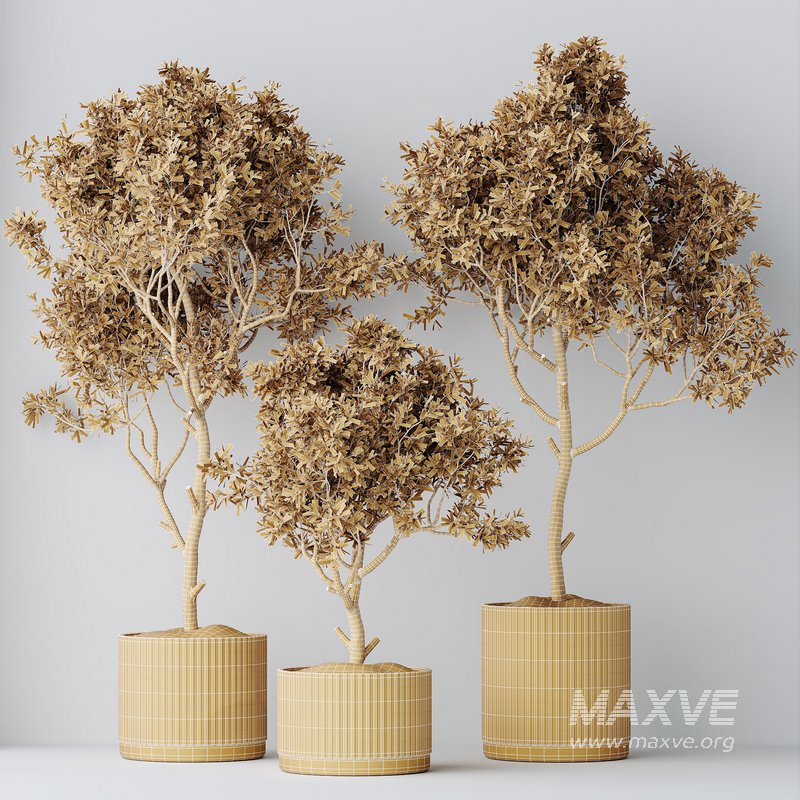 HQ HousePlants Mission Kalamata Leccino Arbequina Wilsonii Chemlali Olive Set 25 - Image 4