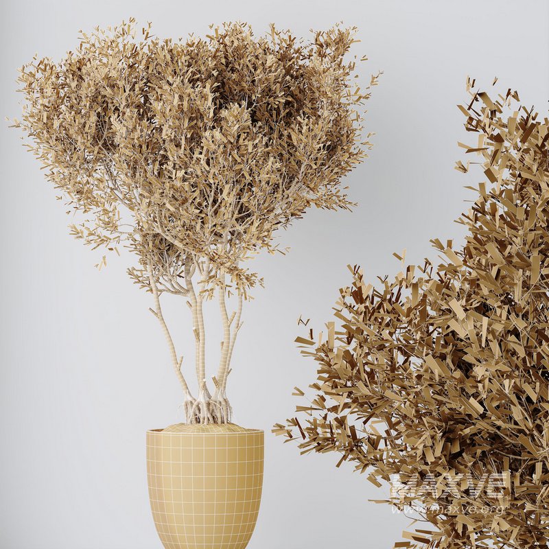 HQ HousePlants Mission Kalamata Leccino Arbequina Wilsonii Chemlali Olive Set 29 - Image 5