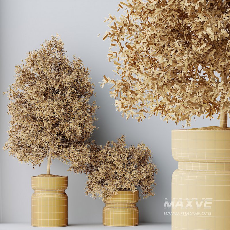 HQ HousePlants Mission Kalamata Leccino Arbequina Wilsonii Chemlali Olive Set 30 - Image 3