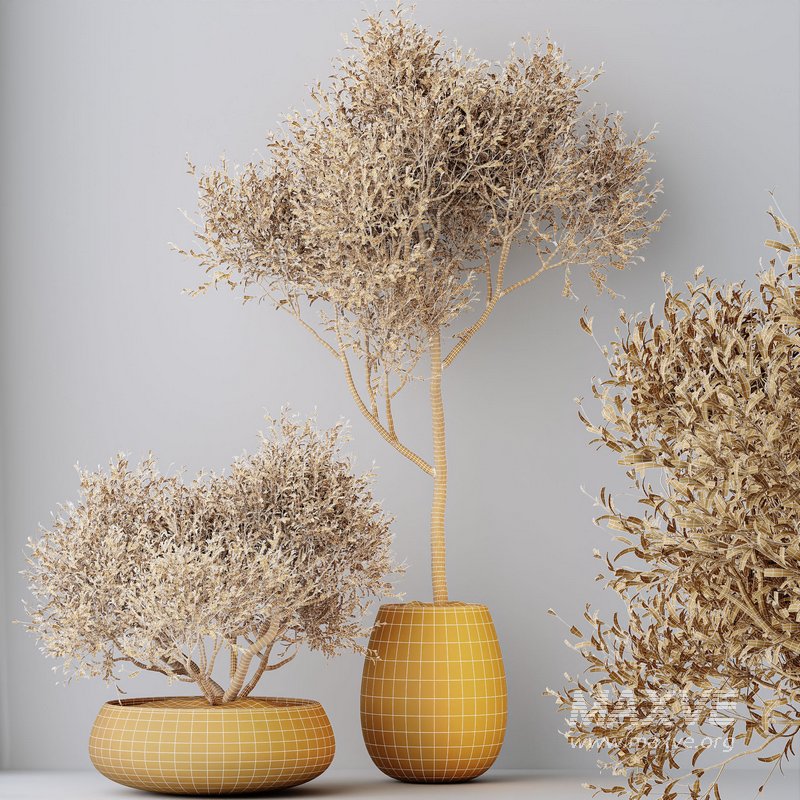 HQ HousePlants Mission Kalamata Leccino Arbequina Wilsonii Chemlali Olive Set 28 - Image 5