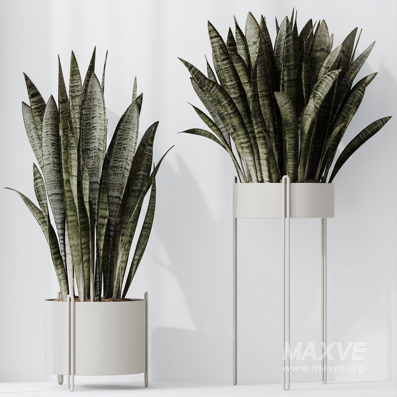 Indoor plants set 58 - Image 7