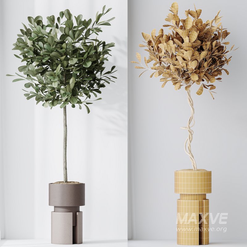 Indoor plant set 57 - Image 2