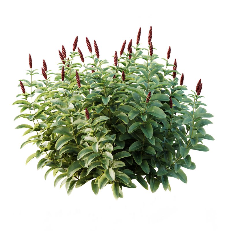 Myrtle White Flower little and Malay Ginger - Image 5