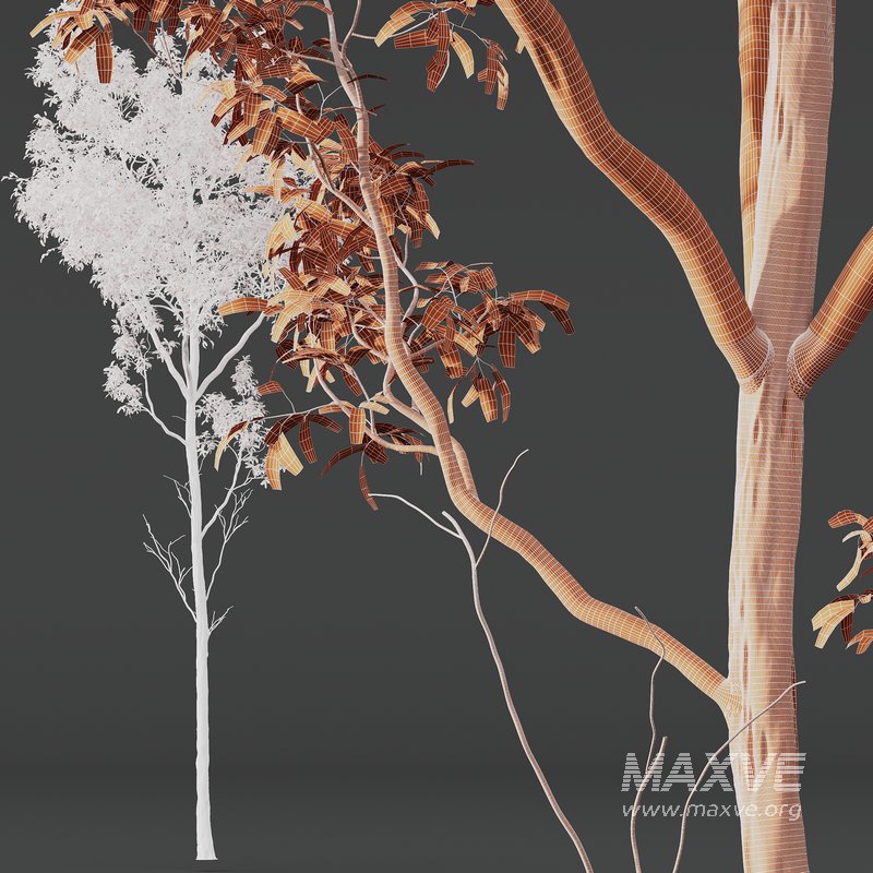 Castanea Sativa03 - Image 4