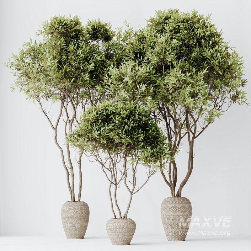 Indoor plant set 65 - Image 3