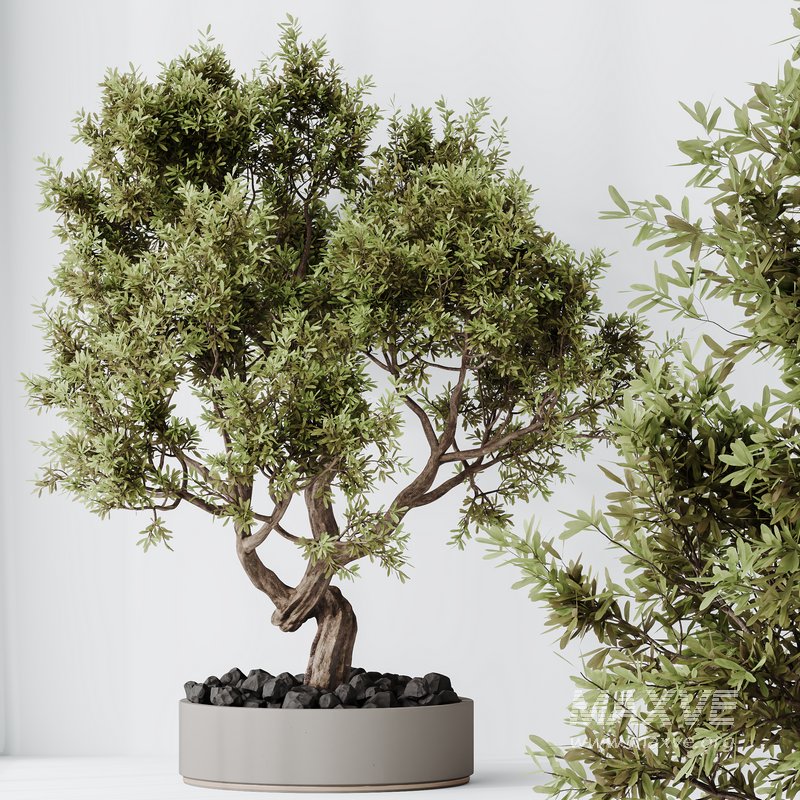 Indoor plant set 67 - Image 5