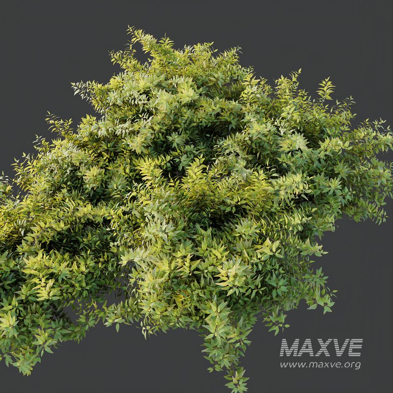 spring bush - Image 5