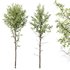 spring trees Alnus Glutinosa and Acer Pseudoplatanus - Thumbnail 3