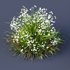 Libertia Grandiflora Grass and Carex Elata Aurea Grass - Thumbnail 6