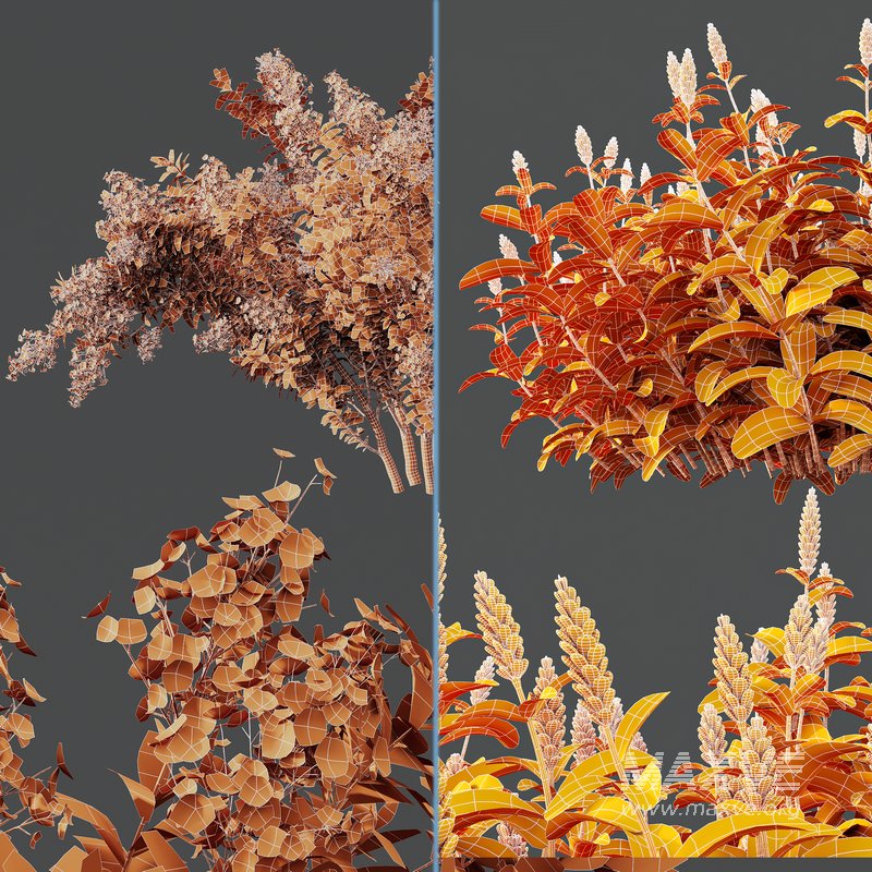 Myrtle White Flower little and Malay Ginger - Image 7