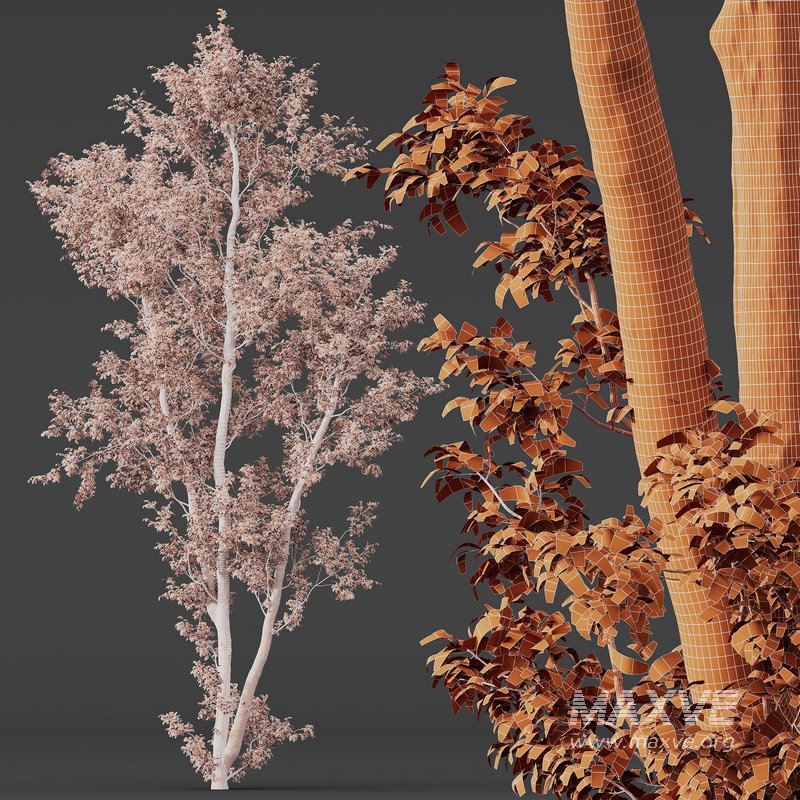 Celtis Australis 04 - Image 9