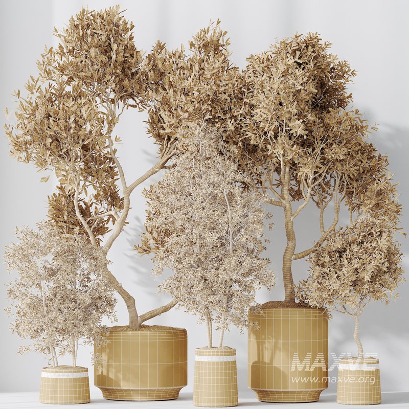 Indoor plant set 62 - Image 3