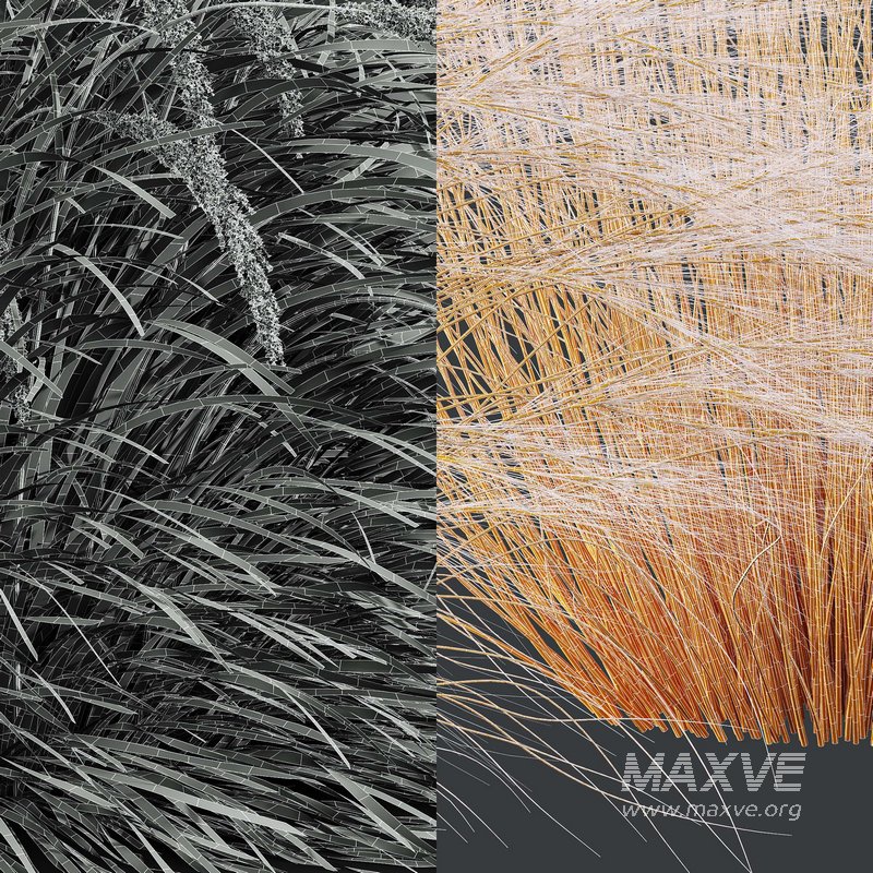 Stipa Tenuissima Ostnica Mocna Pony Tails and Calamagrostis Acutiflora Karl Foerster - Image 10