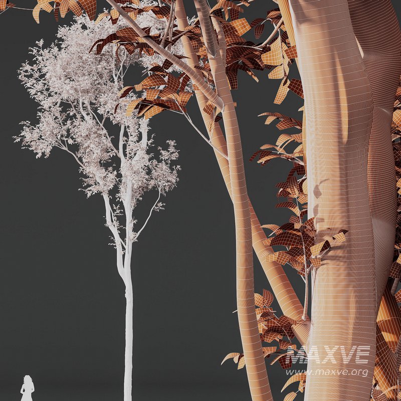 Celtis Australis03 - Image 6