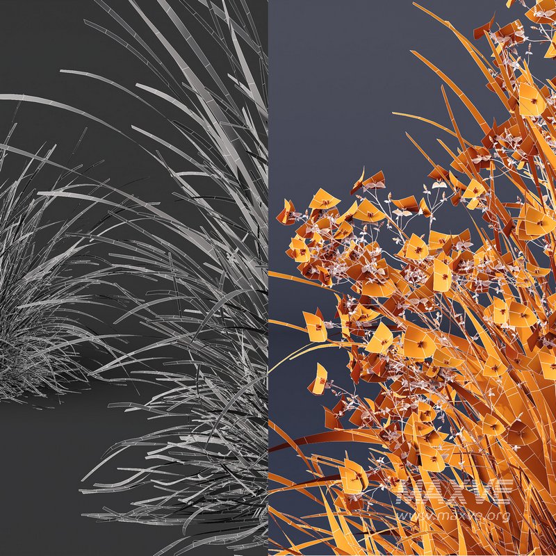 Libertia Grandiflora Grass and Carex Elata Aurea Grass - Image 8