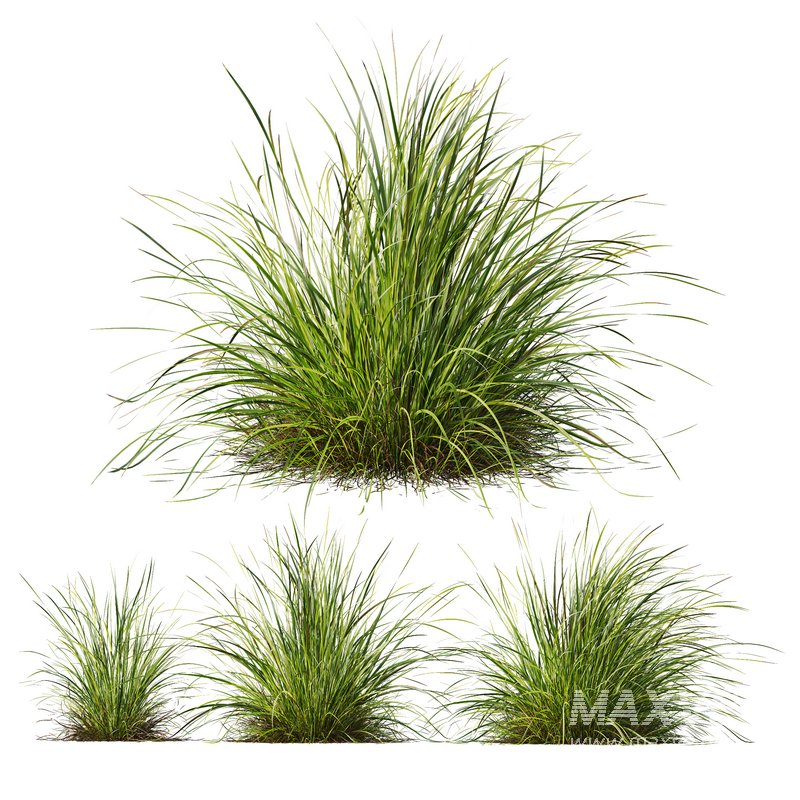 Libertia Grandiflora Grass and Carex Elata Aurea Grass - Image 7