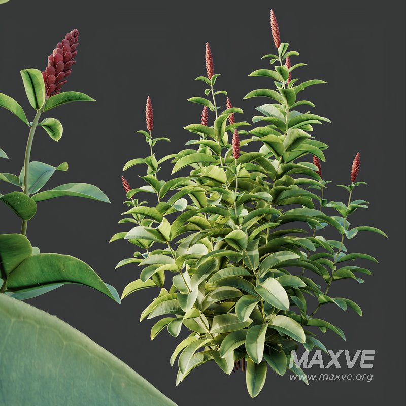 Myrtle White Flower little and Malay Ginger - Image 6