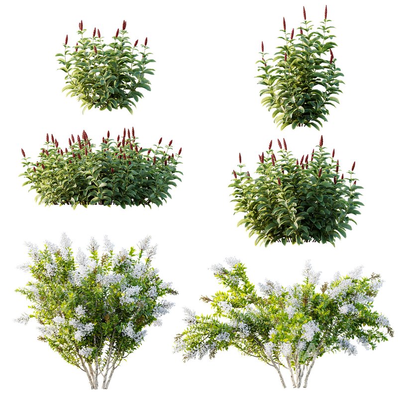 Myrtle White Flower little and Malay Ginger - Image 8