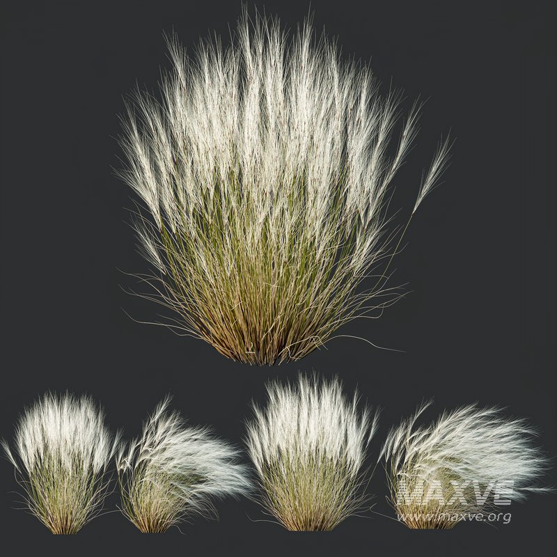 Stipa Tenuissima Ostnica Mocna Pony Tails and Calamagrostis Acutiflora Karl Foerster - Image 8